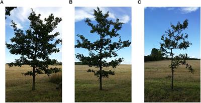 Pedunculate Oaks (Quercus robur L.) Differing in Vitality as Reservoirs for Fungal Biodiversity